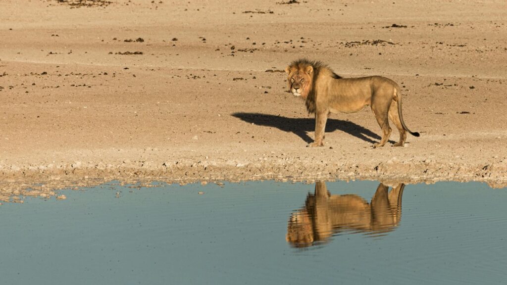 Quem Pode Ser Declarado como Dependente no Imposto de Renda 2026