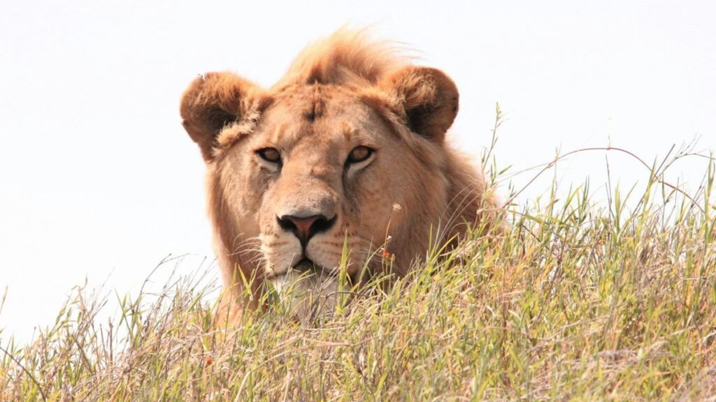 Como Declarar ETFs no Imposto de Renda: Guia Completo para Lucros e Dividendos